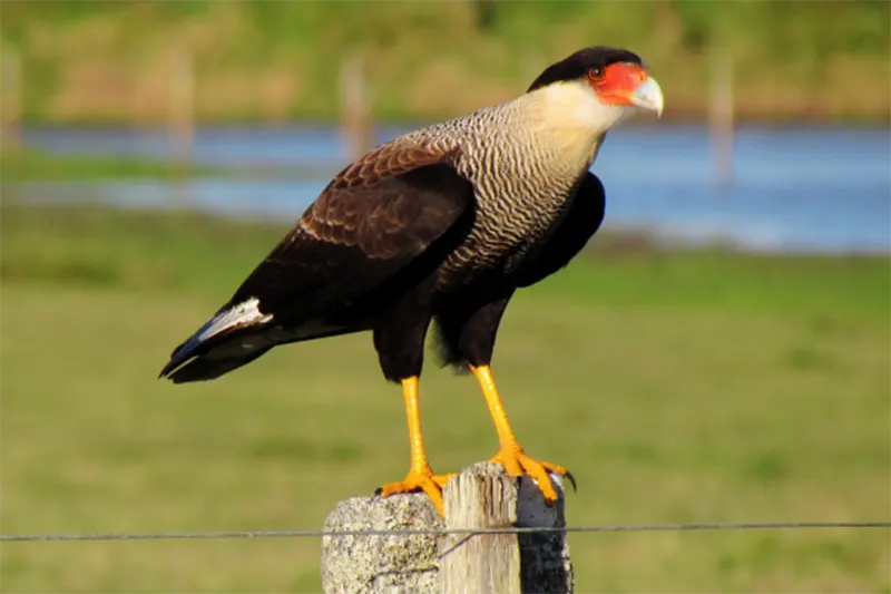 AVES